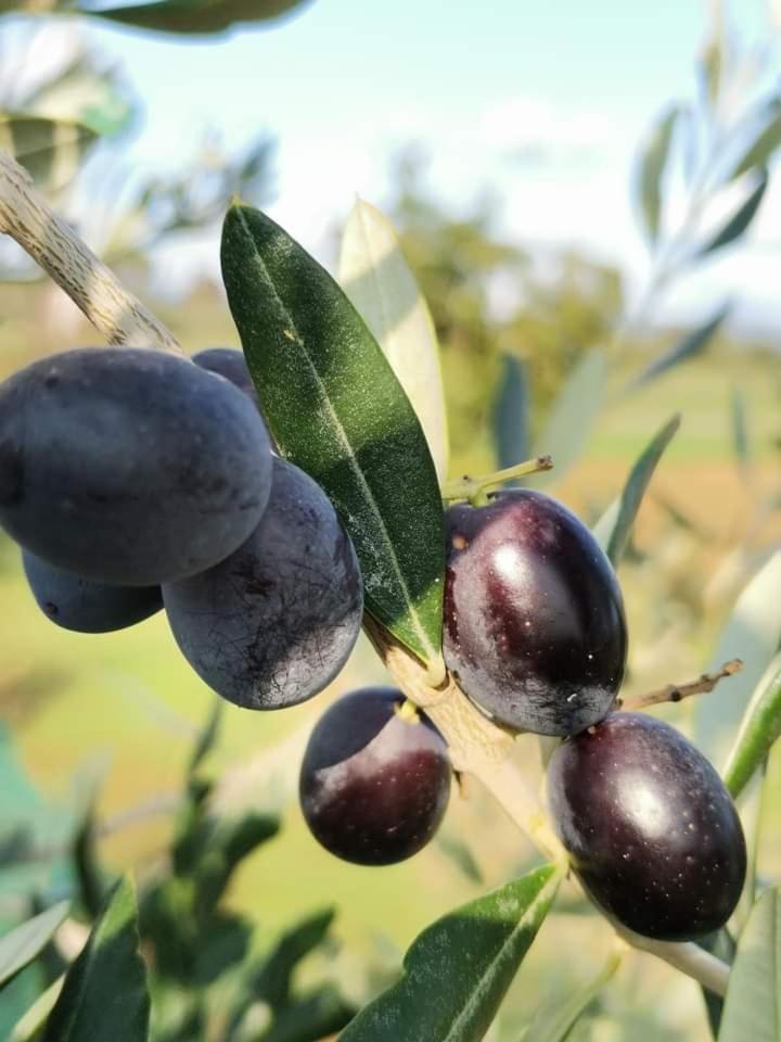 Il Punto Verde SantʼAntonio Екстериор снимка